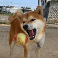 柴犬ティーくん＆パパ(@O3mtY3AYytd1wzu) 's Twitter Profile Photo