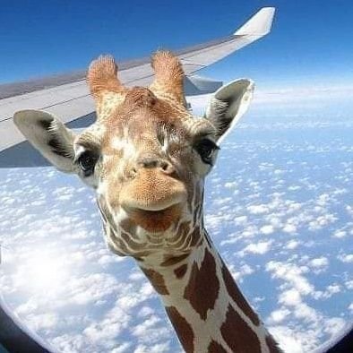 ulaczajkowka's profile picture. The person who writes for fools is always sure of a large audience. Arthur Schopenhauer.


Libral..Avid#SaveOurDemocracy🌊🌊🌊🚫DM's