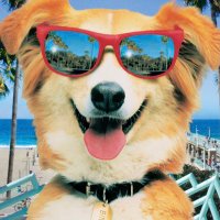 Bingocryptodosh (@bingocryptodosh) 's Twitter Profile