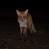 Fox 🦊(@Thenightlyfox) 's Twitter Profileg