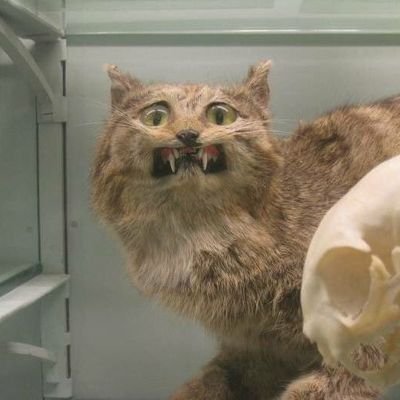 TheySal's profile picture. This account is for calming animals and gentle things. The world is hard enough as it is.