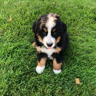 Bernese Mountain Dog lover. Retired M. D. True blue Democrat. Proud Minnesotan.