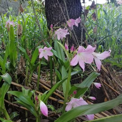 Sanibli's profile picture. Mujer común y sonriente