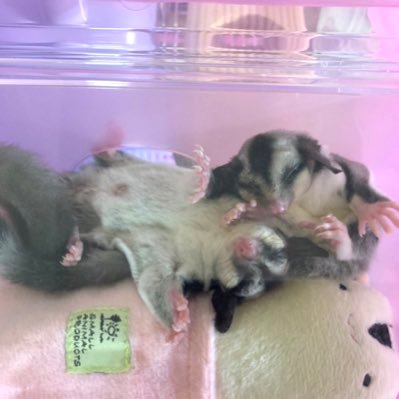 【chocomilk】フクロモモンガブリーダー🐿️ 💗 可愛いモモンガちゃんとの暮らしをシェア中 🏡 兵庫県播磨町|小規模で愛情いっぱいに育てています 🍼 最初のベビーちゃんは順調に進めば11月末〜の予定 📩 お問い合わせはお気軽にDMへ ✨ 販売登録番号: 兵動 第2521015号