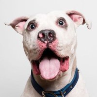 PiT BuLL hugger(@CleggAdrienne) 's Twitter Profile Photo