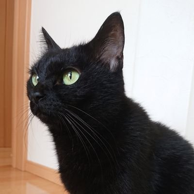 Sara😼さんのプロフィール画像