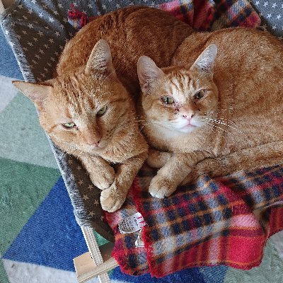 myanao6213's profile picture. 福山市のタクシー会社です。猫のステッカーとアンドンが目印です。保護猫の預りボランティアも行っています。現在２匹のニャルソック隊員が常駐して運転手の安全を見守ってくれています
