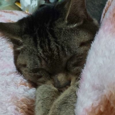 Toshi_211593's profile picture. 多分、インラインスケート垢予定なんだけどちょいちょい猫写真はいるかも
平日休みですがスケート仲間欲しいなって思い中

取り合えず、近くに誰も?居ないためYoutubeでアドバイス等募集してます
https://t.co/ib8cI6lOI0