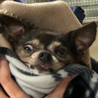 amelia (@lunabelyea) 's Twitter Profile
