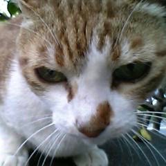 bouillonchan's profile picture. 面白いを探し続ける人生。変なことはよく覚えてる、大事なことはうろ覚え。特技：誤読・併読・積ん読・積みゲー。一人が好き、でも仲間には入れといてほしい。