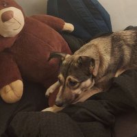 misha_beekhuizen (@mishabeekhuizen) 's Twitter Profile
