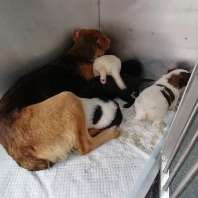 The Lancram Last Chancers are a group of people rescuing vulnerable dogs from Romanian kill shelters. Donations welcome. Shortcut to PayPal https://t.co/lZgBaZGtuB