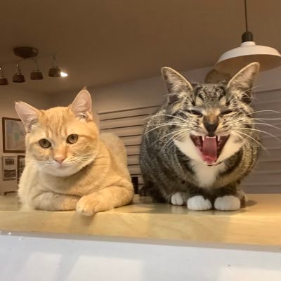 久米島生まれのミミ（2021.5生まれ）とメル（2021.4生まれ）です。猫カフェmfmfさん→2021.8.19からこの家で暮らしています🐈🐈‍⬛