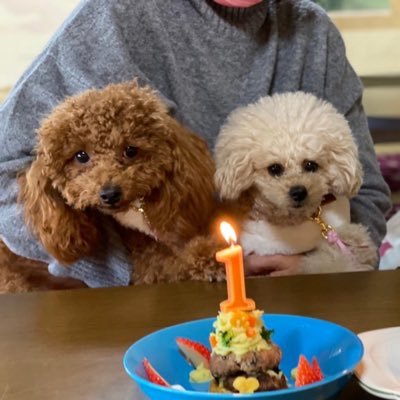 QJzLAj4bgkMTrKu's profile picture. トイプードル２匹飼っています。
宜しくお願いします