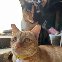 Kitsada Kaewmak (@radbeerth) 's Twitter Profile