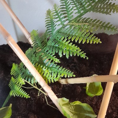 JanNowa49222632's profile picture. i got stickbug and that is pogger