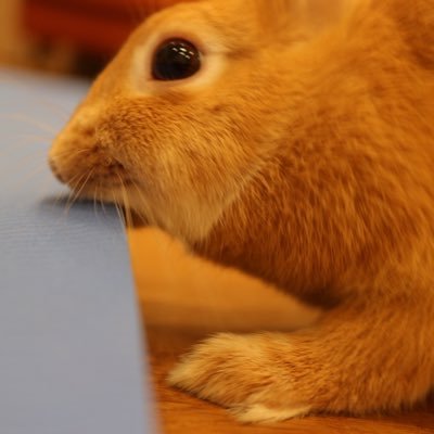 わんこさんのプロフィール画像