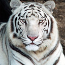 jesse basham - @BashamJesse - Twitter