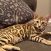 Zuri and Zena Bengals unchained (@zurithebengal) Twitter profile photo Zuri and Zena Bengals unchained (@zurithebengal) Twitter profile photo