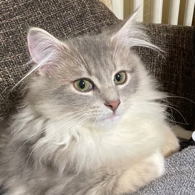 FALS214's profile picture. 静岡市服織地区出身。大阪・浜松・川崎と漂流して札幌に定着中。ヘヴィメタルと阪神タイガースを愛する元ゲームプログラマ。二児の父。