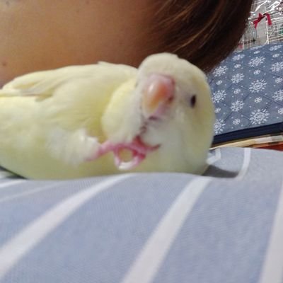 好きなもの→ピロウズ・バンプ・ポケモン・Nintendo・コーギー・小鳥。
基本ツイート覗く人。1人旅だとつぶやきます。
はらこ飯たべたい。