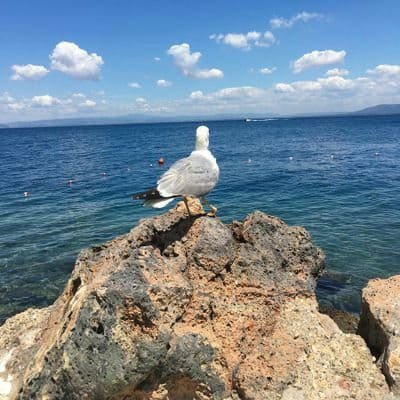 saab_chaouki's profile picture. استاذ ثانوي 🇱🇧