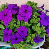 Garima Sharma (@akshu16bhardwaj) 's Twitter Profile