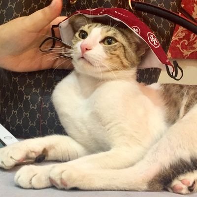 Chewy_Cocoさんのプロフィール画像