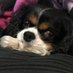 Holly bear (@holly_cavalier) Twitter profile photo Holly bear (@holly_cavalier) Twitter profile photo