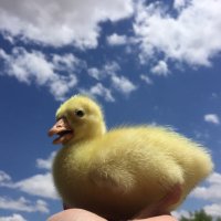 dlnr (@dlnrckl) Twitter profile photo