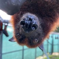 LubeeBatConservancy(@BatConservancy) 's Twitter Profile Photo