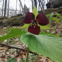 Samantha Catella (@samanthacatella) 's Twitter Profile