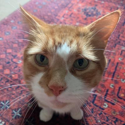 now retired, DIY enthusiast, cat lover, #FBPE, #NeverVoteTory , rejoin EU,