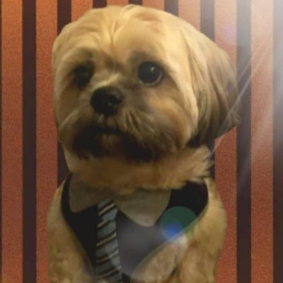 crypto
enthusiast - dog walker - self grower - cheeky little FOMO twat