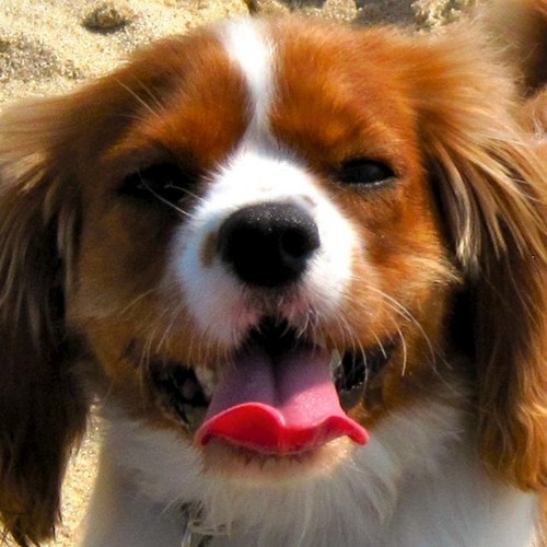 amylindsay's profile picture. 