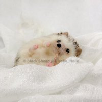 Hiroko@羊毛フェルト (@hiroko_nefe) 's Twitter Profile