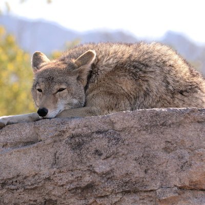 Oh Hibernation Status until further Notice...

 The Yote List is still up and running though, check it out on Twitter! https://t.co/RHFGmHhBEZ