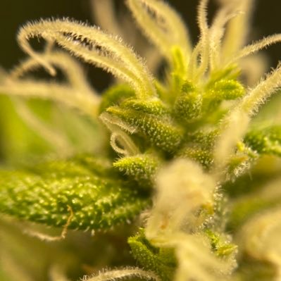 Cannabis Education & Advocacy | Let’s Grow! Exploration Grow Lab | Information High podcast premiering Jan 22!