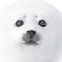 だっち (@dachimuffin) 's Twitter Profile