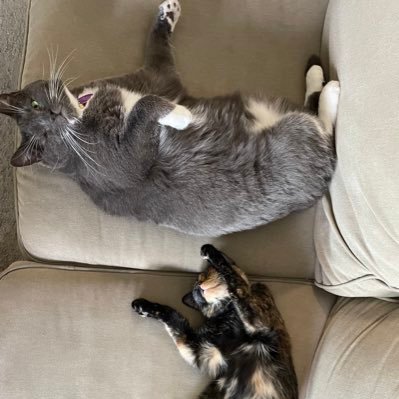 Mittens is a one eyed British Shorthair and Valkyrie is a tortie, we live in SoCal and like balls, cat nip and naps