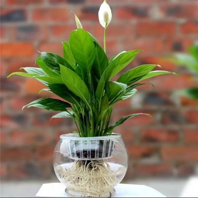 xiaohaitun81's profile picture. 尝尽美食