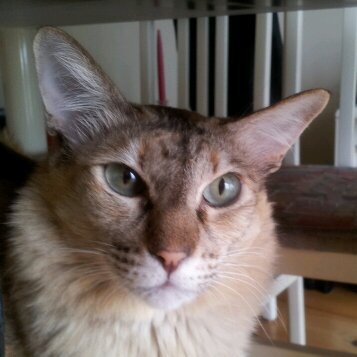 Bentley99nl's profile picture. 