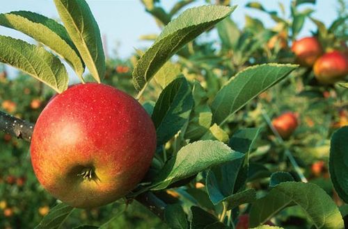 medsecrets's profile picture. Рецепты народной медицины для красоты и здоровья. Кулинарные рецепты.