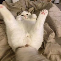 Mèo (@meoditbu) 's Twitter Profile