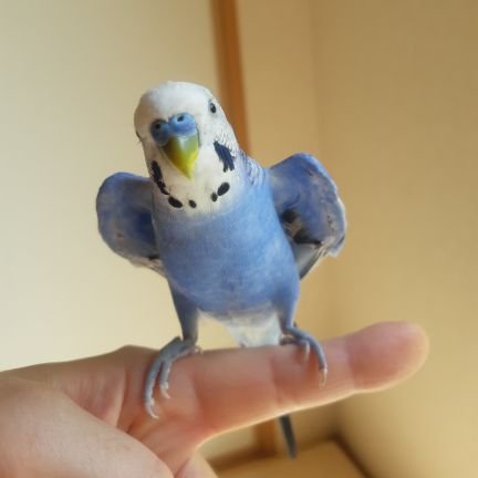 セキセイインコのあおちゃんをこよなく愛する主婦時々ナースです❣️
R6.7.5精巣腫瘍治療開始
R7.7.18🌈へ
これからは皆様のかわいんこちゃん達の見守り隊になります🩵