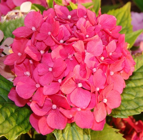 Nizalica's profile picture. Nizalica - portal o crticama iz života