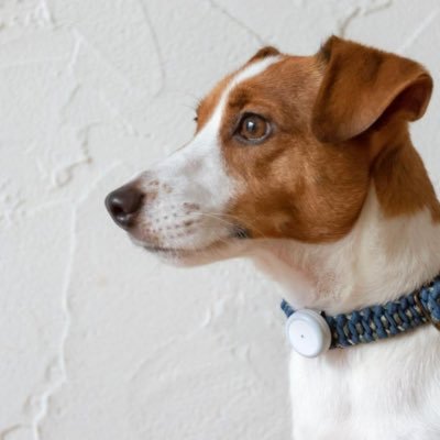 PLUS CYCLE《動物病院が作った犬猫用活動量計》さんのプロフィール画像