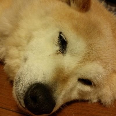 りゅーちゃんさんのプロフィール画像