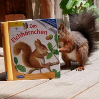 Polithörnchen (@polithoernchen) 's Twitter Profile