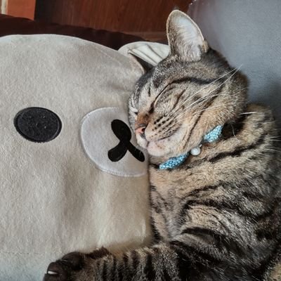 フミフミが激しい
飼い猫にゃん太♂🐱の姿をのんびり紹介していこうと思います。
にゃん太🐱のプロフィール。元野良猫の保護猫のキジトラ♂🐱2019年12月19日に我が家に来たのでこの日が誕生日の推定5歳の男の子。少し人見知りだけど家族のみんなが大好きな甘えん坊🐱フォローはお気軽に🎵